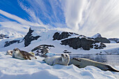 Krabbenfresserrobbe (Lobodon carcinophaga) auf einer Eisscholle bei Cuverville Island auf der Antarktischen Halbinsel,Antarktis,Polargebiete