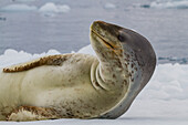 Adult female leopard seal (Hydrurga leptonyx) hauled out on ice at Brown Bluff near the Antarctic Peninsula, Antarctica, Polar Regions