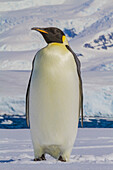 A lone adult emperor penguin (Aptenodytes forsteri) on sea ice in the Gullet between Adelaide Island and the Antarctic Peninsula, Antarctica, Polar Regions