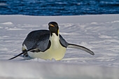 A lone adult emperor penguin (Aptenodytes forsteri) on sea ice in the Gullet between Adelaide Island and the Antarctic Peninsula, Antarctica, Polar Regions