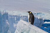 A lone adult emperor penguin (Aptenodytes forsteri) on sea ice in the Gullet between Adelaide Island and the Antarctic Peninsula, Antarctica, Polar Regions