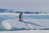 A lone adult emperor penguin (Aptenodytes forsteri) on sea ice in the Gullet between Adelaide Island and the Antarctic Peninsula, Antarctica, Polar Regions