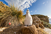 Black-browed albatross (Thalassarche melanophrys) chick on the nest at nesting site on New Island, Falklands, South America