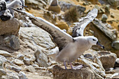 Black-browed albatross (Thalassarche melanophrys) chick on the nest at nesting site on New Island, Falklands, South America