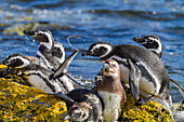 Adult Magellanic penguins (Spheniscus magellanicus) at breeding and molting site on Carcass Island, Falkland Islands, South America