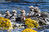 Adult Magellanic penguins (Spheniscus magellanicus) at breeding and molting site on Carcass Island, Falkland Islands, South America