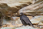 Adult striated caracara (Phalcoboenus australis) on Carcass Island in the Falkland Islands, South Atlantic Ocean, South America