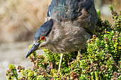 Adult black-crowned night-heron (Nycticorax nycticorax falklandicus) on Carcass Island in the Falkland Islands, South America