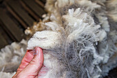 Sheep being shorn at the Long Island sheep farm outside Stanley in the Falkland Islands, South Atlantic Ocean, South America