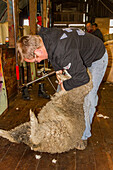 Sheep being shorn at the Long Island sheep farm outside Stanley in the Falkland Islands, South Atlantic Ocean, South America