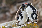 Ausgewachsener Südlicher Felsenpinguin (Eudyptes chrysocome chrysocome) in der Brut- und Mauser-Kolonie,Falklandinseln,Südamerika