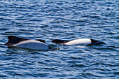 Adult Commerson's dolphins (Cephalorhynchus commersonii) surfacing, Carcass Island in the Falkland Islands, South America