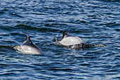 Adult Commerson's dolphins (Cephalorhynchus commersonii) surfacing, Carcass Island in the Falkland Islands, South America