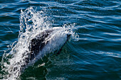 Adult Commerson's dolphin (Cephalorhynchus commersonii) surfacing, Carcass Island in the Falkland Islands, South America