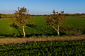 Aerial view of the fields in La Alfranca area in Zaragoza, Spain