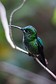 Green hummingbird perched on tree, Monteverde, Costa Rica