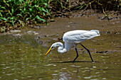 Silberreiher im Tarcoles-Fluss,Costa Rica