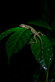 Anole lizard on a leaf at night, Costa Rica