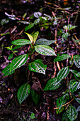 Trees and vegetation in Monteverde cloud forest, Costa Rica