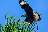 Flying crested caracara in Tarcoles River, Costa Rica