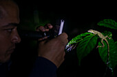 George of the Cloud Forest, guide and wildlife specialist, taking a photo with a smartphone of an Anole lizard on a leaf at night, Costa Rica