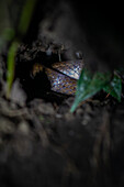 Snake in tree during night fauna tour in Costa Rica