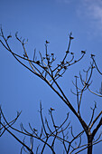 Birds rest on tree in Tarcoles River