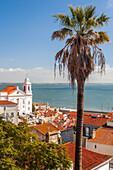 Experience stunning views of Lisbon's Alfama from Santa Luzia, with sights of Santo Estevao church and the Atlantic Ocean.