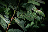 Stick insect spotted during night fauna tour in Monterey, Costa Rica