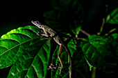 Anole lizard on a leaf at night, Costa Rica