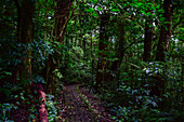 Trees and vegetation in Monteverde cloud forest, Costa Rica