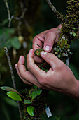 Hands of a guide showing a tiny orchid (Lepanthes pecunialis), Monterey