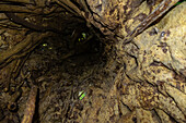 View inside a log of a Large Strangler Fig Tree (Ficus costaricana), Monteverde, Costa Rica