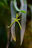 Cryptocentrum latifolium, a species of orchid in Monterey, Costa Rica