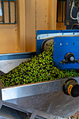 Defoliated olives are dumped by conveyor into a bin & carried to the washing machine in an olive oil mill in Italy.