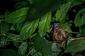 Night fauna tour in Monteverde, Costa Rica