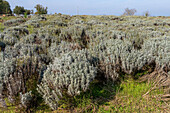 Lavender plants on a lavender farm in the Sienna Province of Italy.