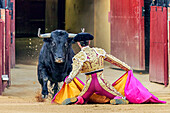 A dramatic moment as a bull charges towards a kneeling matador during a traditional bullfighting event in Spain. Captures the intensity and cultural significance.