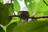 Abgerundetes Nest auf einem Baum im Nebelwald von Monteverde,Costa Rica