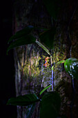 Night fauna tour in Monteverde, Costa Rica