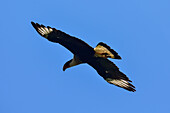 Flying crested caracara in Tarcoles River, Costa Rica