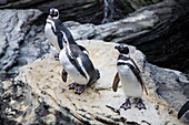 Magellanic penguins roam the rocky terrain of Lisbon Oceanário, displaying their natural behavior in a controlled setting.