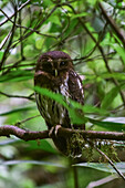 Mottled Owl perched on tree in Monterey, Costa Rica