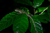 Anole lizard on a leaf at night, Costa Rica