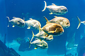 A dynamic shoal of tunidae swims gracefully in the tank at Lisbon's Oceanario, showcasing vibrant ocean life in Portugal.