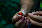 Hand of man holding a small red fruit in Monteverde cloud forest, Costa Rica