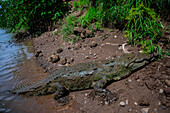 American crocodile (Crocodylus acutus) in Tarcoles river, Costa Rica