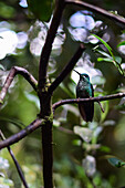 Green hummingbird perched on tree, Monteverde, Costa Rica