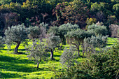 An olive grove or orchard in the hilly Fara in Sabina area of Lazio, Italy.