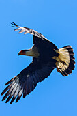 Flying crested caracara in Tarcoles River, Costa Rica